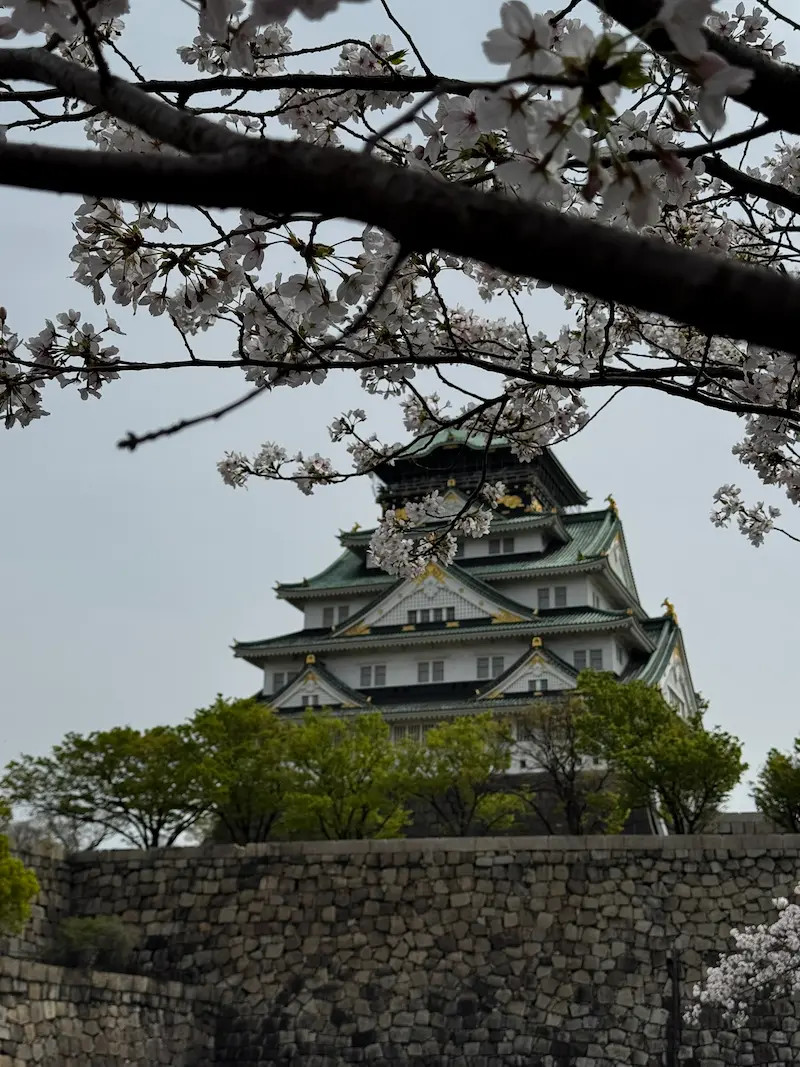 Japonský hrad Osaka castle s vícepatrovou střechou, viditelný mezi kvetoucími větvemi sakury na šedém nebi.