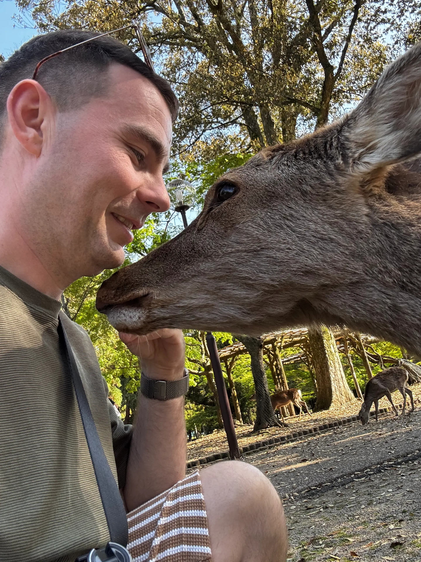 Nara park - jelínci